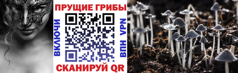 Псилоцибиновые грибы Cubensis  mega сайт  Нижний Тагил  наркота 